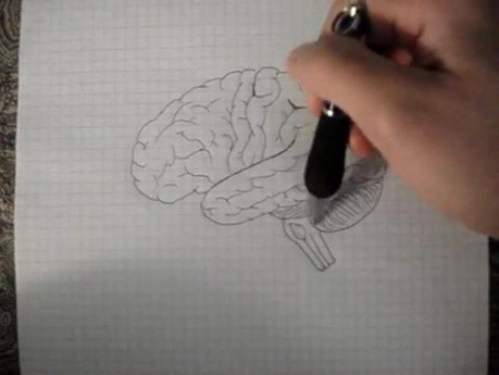 Brain - Neuroanatomy Lectures - 9
