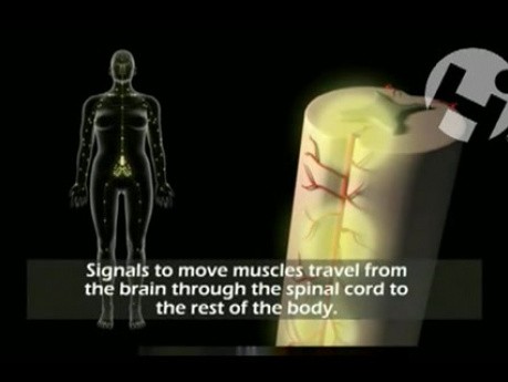 Normal Nervous System and Function