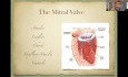 Respecting the Mitral Valve 
