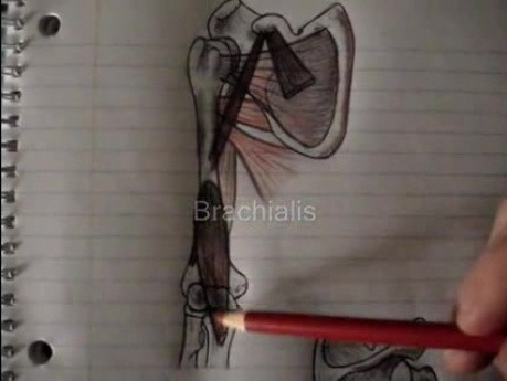 Flexors - Upper arm muscles - Video Lecture