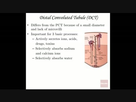 Anatomy and Physiology of Urinary System