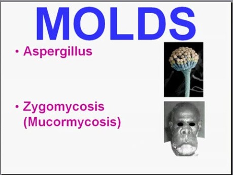 Infectious Diseases - MSP - 8p