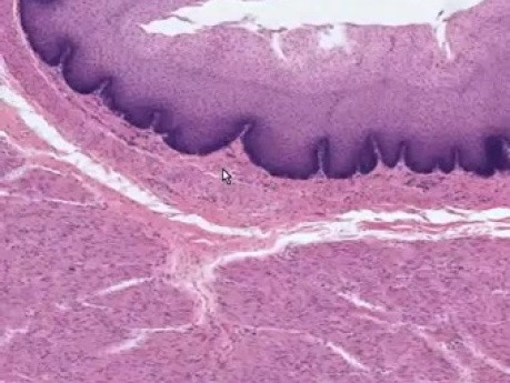Esophagus - Histology