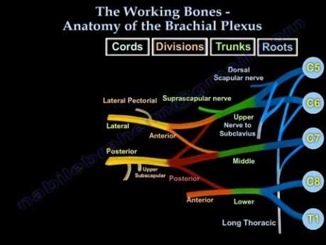 Anatomy Of The Brachial Plexus, The Working Bones