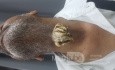 Cutaneous Horn
