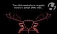 Blood Flow to the Brain