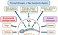 Andrology and Sexual Medicine
