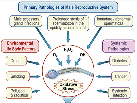 Andrology and Sexual Medicine