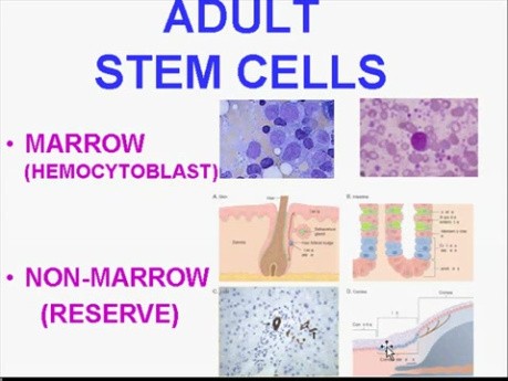 Regeneration and Healing - MSP - 3b