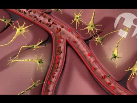 Maternal Fetal Circulation