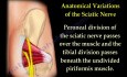 Piriformis Syndrome - Video Lecture