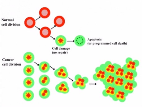 How Cancer Develops?