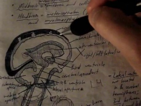 Cranial Venous Sinuses - Neuroanatomy Lectures - 21