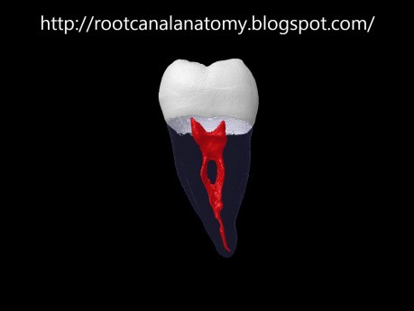 Mandibular Second Molar