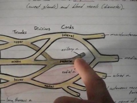Brachial Plexus - Lecture - Part 1/3