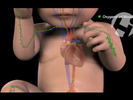 Normal Cerebral Physiology