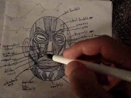 Head - Part 4 - Muscular System Video Lectures