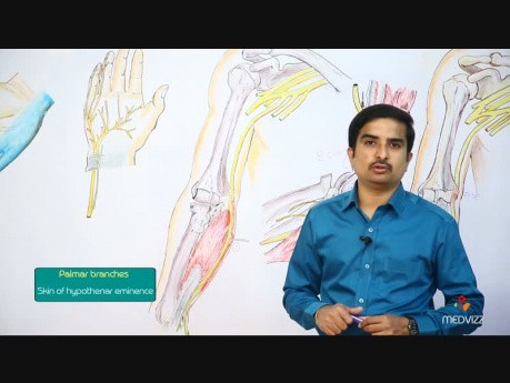 Ulnar nerve Anatomy detailed lecture for Usmle - Dr Bhanu Prakash