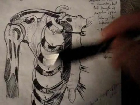 Thoracoabdominal Wall - Video Lecture - Part 3