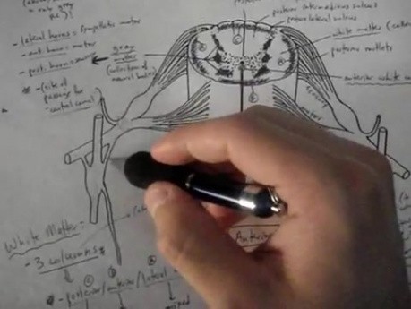 Spinal Cord - Neuroanatomy Lectures - 4
