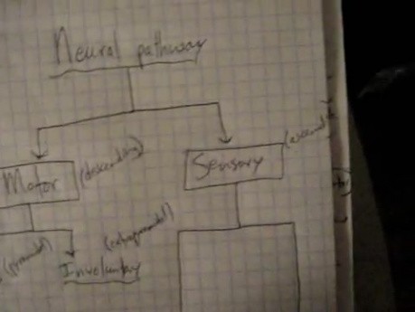 General Neural Pathways - Neuroanatomy Lectures - 33