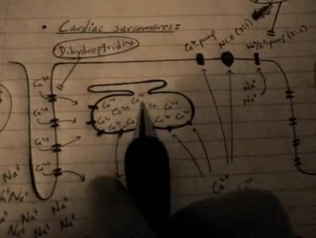 Electromechanics - Cardiac Action Potential Lecture - Part 5/6