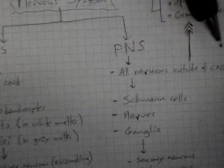 CNS and PNS - Neuroanatomy Lectures - 8