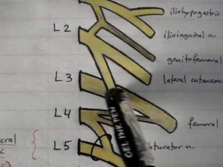 Anatomy Lectures - Lumbosacral Plexus - 1/5