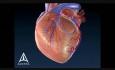 Coronary Plaque - 3D Medical Animation