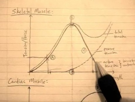 Length-tension plot - Heart Physiology Lecture