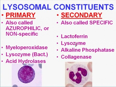 Inflammation - MSP - 2d