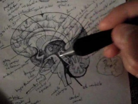 Brain - Neuroanatomy Lectures - 13