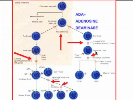 Diseases of Immunity - MSP - 6h