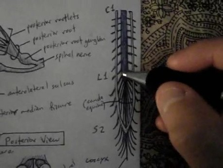 Spinal Cord - Neuroanatomy Lectures - 2