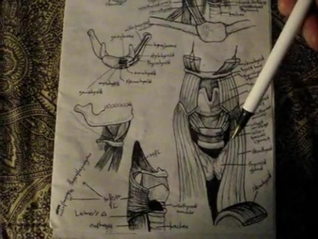 Neck - Part 4 - Muscular System Video Lectures
