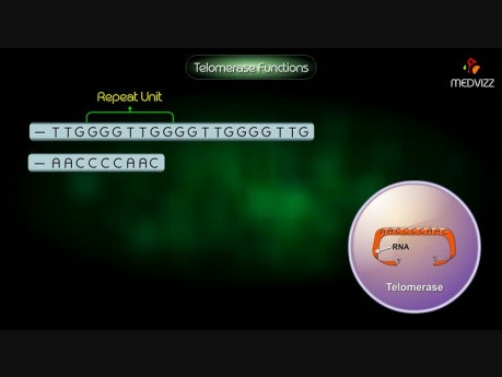 Telomerase function HD Animation