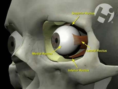 Mechanism of Blindness