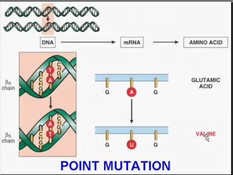 Genetic Disorders - MSP - 5a