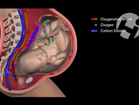 Maternal Fetal Circulation • Video • 