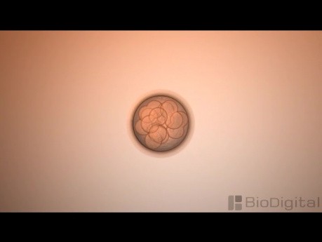 Mitosis