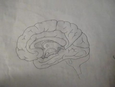 Brain - Neuroanatomy Lectures - 11