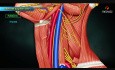 Internal Jugular Vein