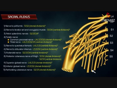 The Sacral Plexus - Gross Anatomy
