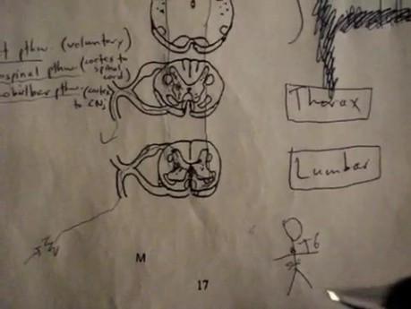 Sensory Pathways - Neuroanatomy Lectures - 35