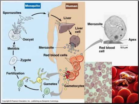 Infectious Diseases - MSP - 8q