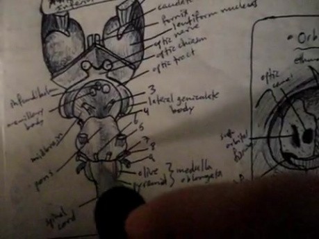 Brainstem - Neuroanatomy Lectures - 15