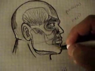Head - Part 2 - Muscular System Video Lectures