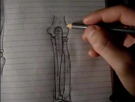 Attachments - Forearm muscles - Video Lecture