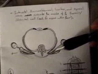 Thoracoabdominal Wall - Video Lecture - Part 4