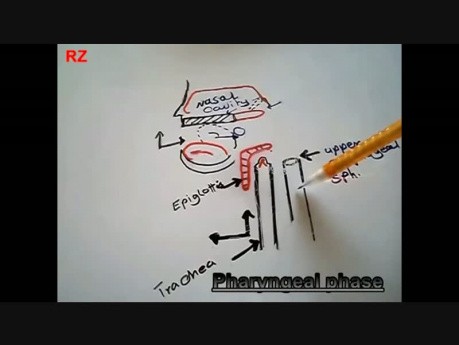 GIT Physiology@ Swallowing Reflex 